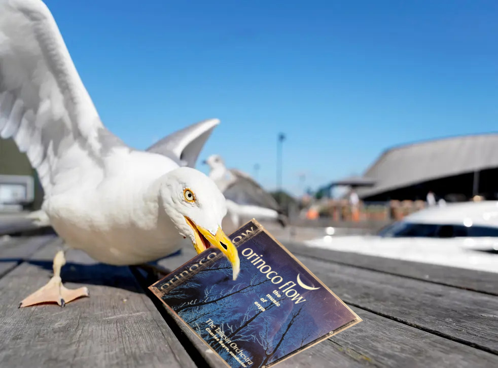 orinocoseagull.jpg